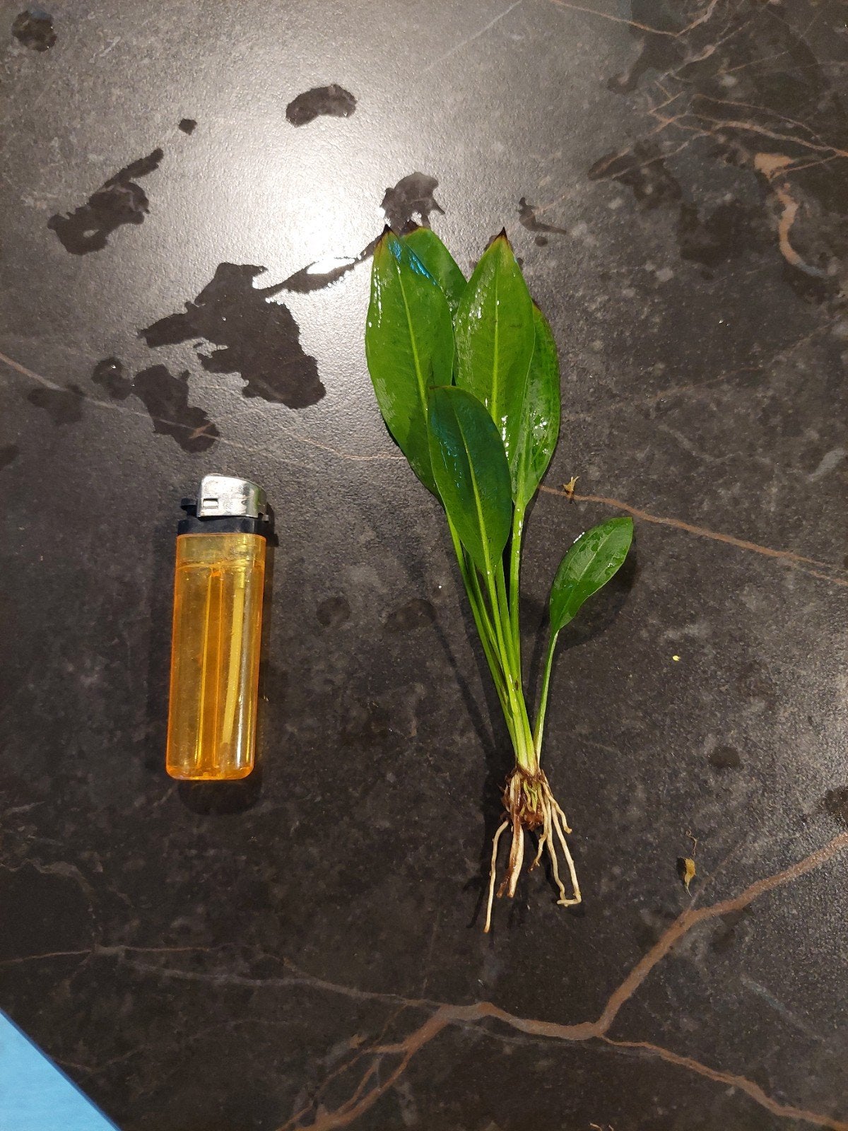 Stekje echinodorus bleheri, sterke plant uit Zuid-Amerika, Ophalen