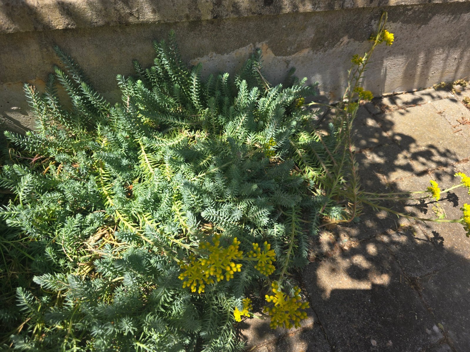 Vasteplant ,Bodembedekkers, Tuin en Terras, Ophalen, Bodembedekkers, Volle zon, Vaste plant