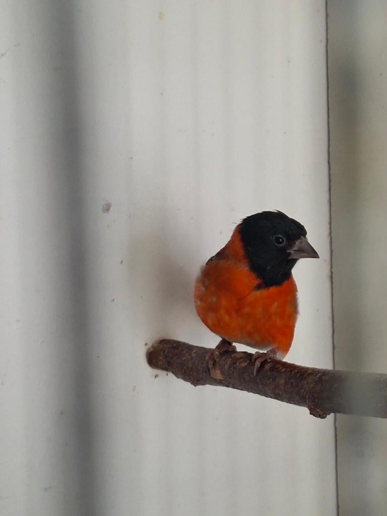 Kapoetsen sijs man, Dieren en Toebehoren, Vogels | Overige Vogels, Mannelijk