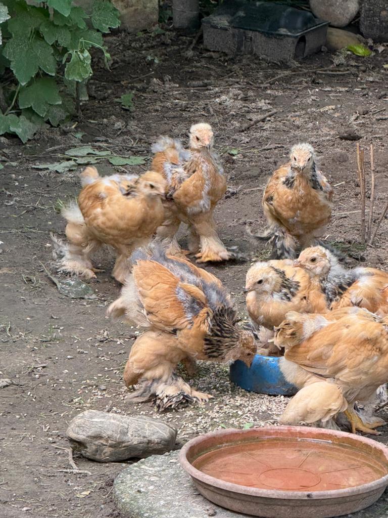 Jonge Brahma groothoenders, Dieren en Toebehoren, Pluimvee, Meerdere dieren, Kip