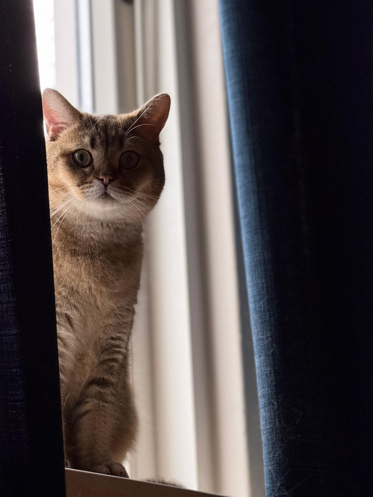 British Shorthair – 2 years – Fully vaccinated, Dieren en Toebehoren, Meerdere dieren