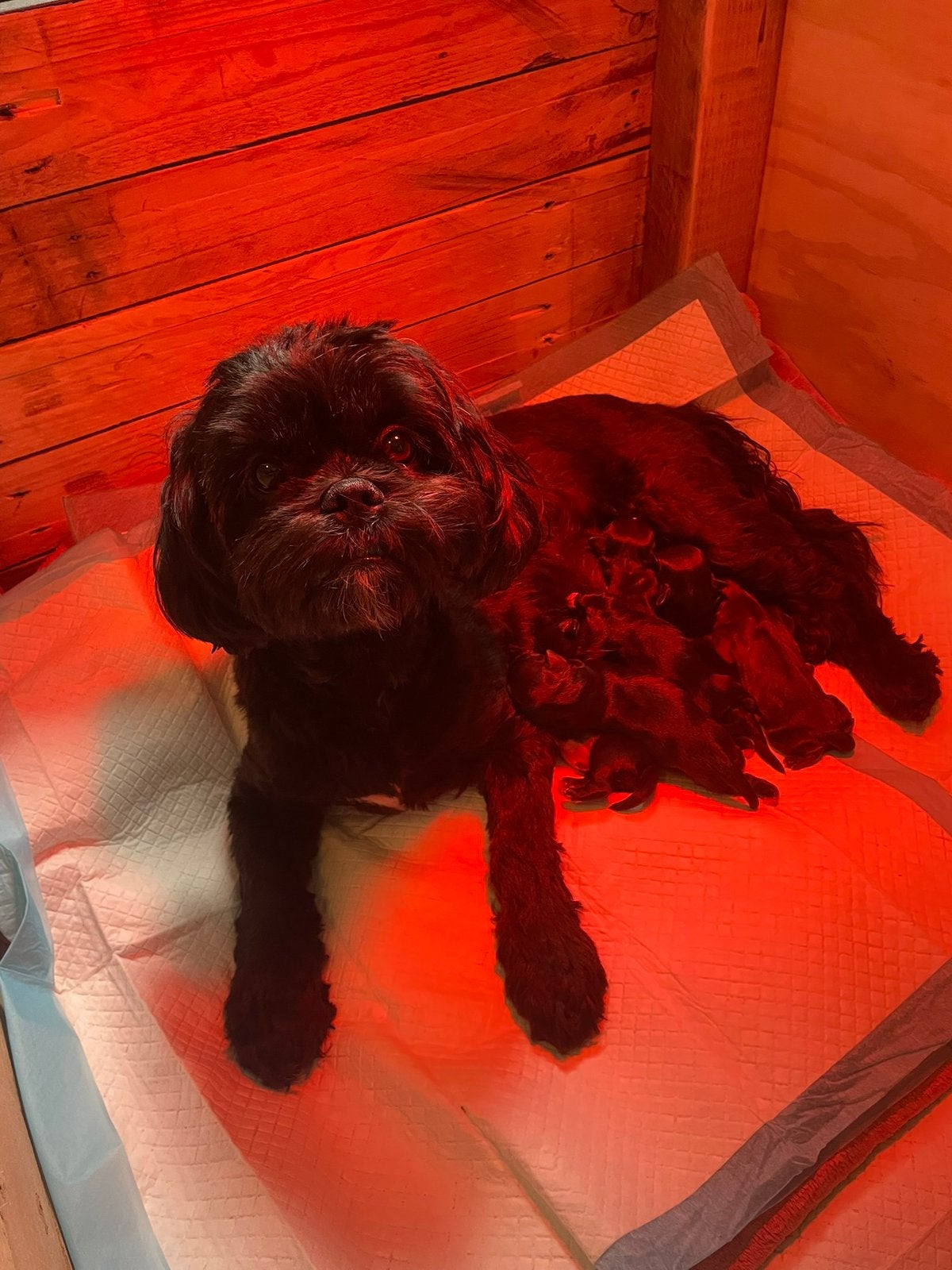 Boomer pups 11 juni 6 reutjes 1 teefje, Dieren en Toebehoren, Overige rassen, 8 tot 15 weken, Meerdere, Meerdere dieren