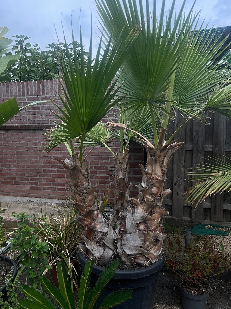 Washingtonia robusta waaierpalm - tropische blikvanger, Tuin en Terras, Volle zon, Ophalen of Verzenden, Minder dan 100 cm, Zomer