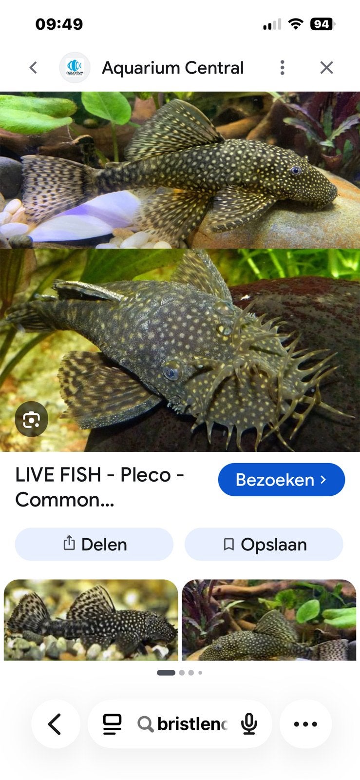 Borstelneus pleco, Dieren en Toebehoren, Vis
