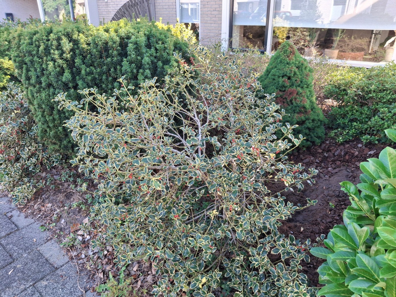 Gratis planten en bestrating zelf uitgraven/ophalen, Ophalen of Verzenden