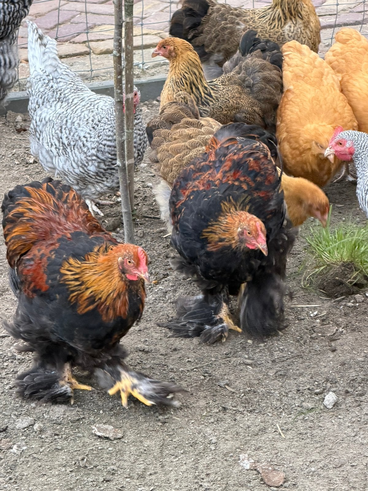 Prachtige Cochin Goudpatrijs, Dieren en Toebehoren, Mannelijk, Kip