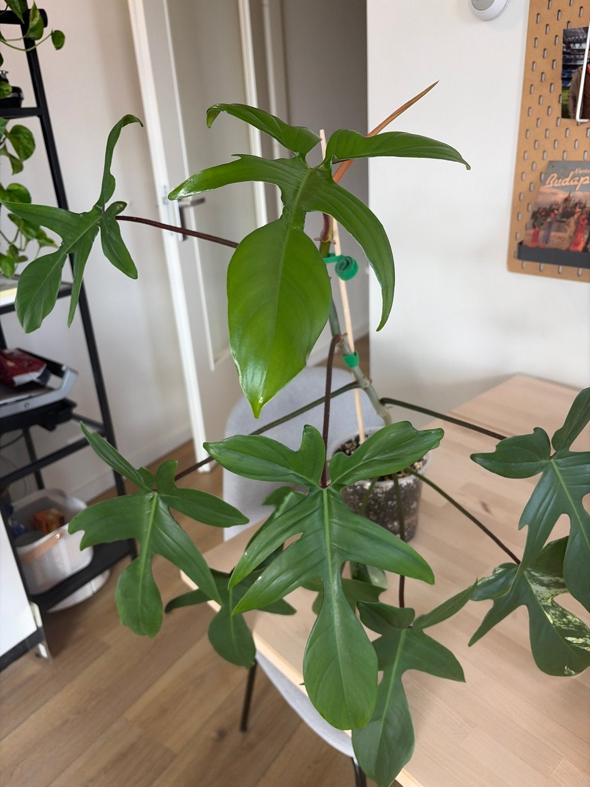 Philodendron Florida Beauty - reverted, Huis en Inrichting, Kamerplanten, Ophalen, Overige soorten, Halfschaduw, In pot