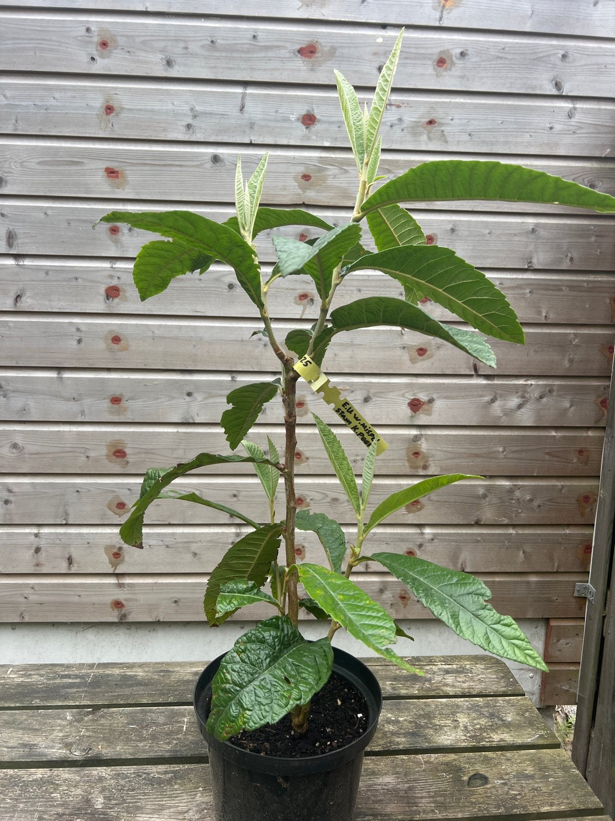 Spaanse Wolmispel Enting op Kweepeer - Compacte Fruitboom, Tuin en Terras, Volle zon, Vaste plant, Ophalen of Verzenden, Fruitplanten