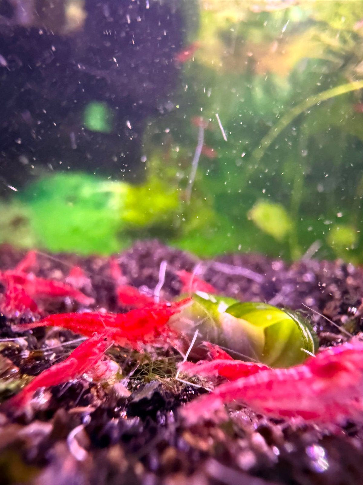 Neocaridina Fire Red 50 cent, Kreeft, Krab of Garnaal