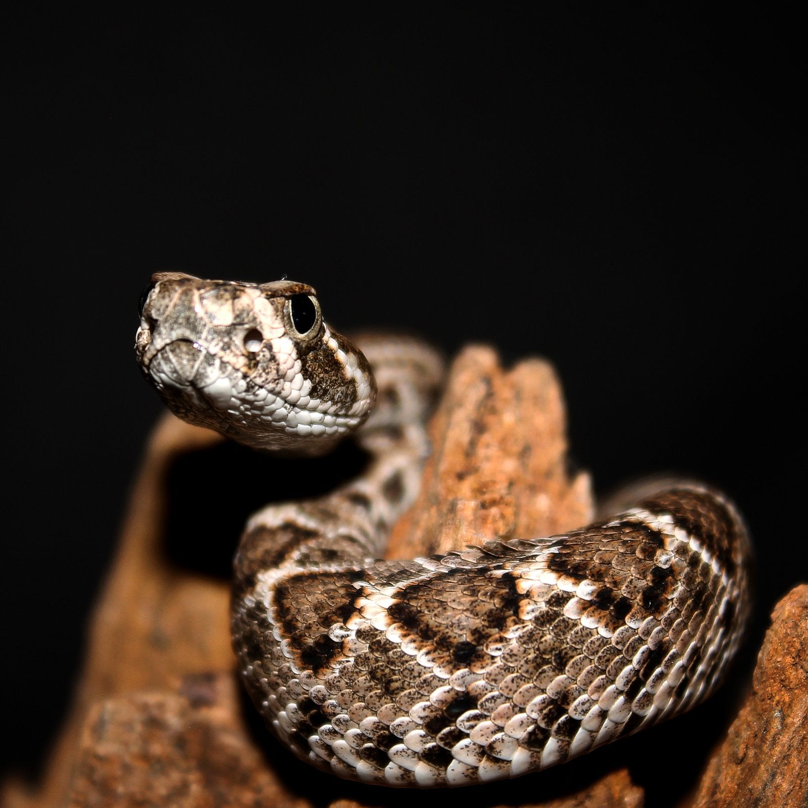 Crotalus atrox baby’s (100% het albino), Slang, 0 tot 2 jaar
