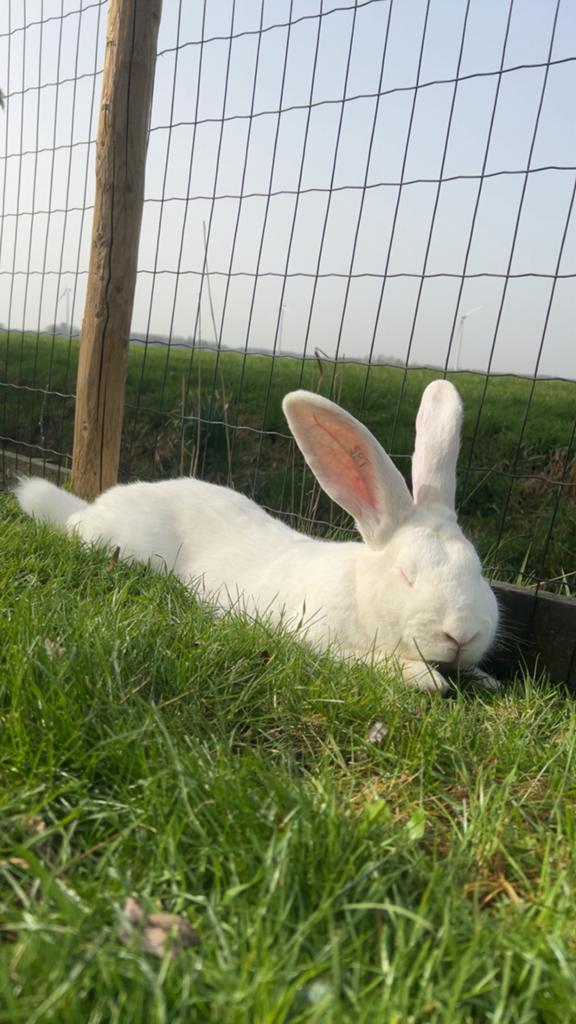 Vlaamse reus ram, Dieren en Toebehoren, Konijnen, Mannelijk, Groot, 0 tot 2 jaar