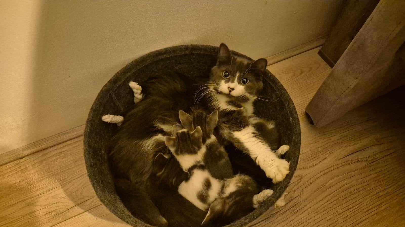 Super leuk nestje kittens aangeboden ( weekend 27 juni )
