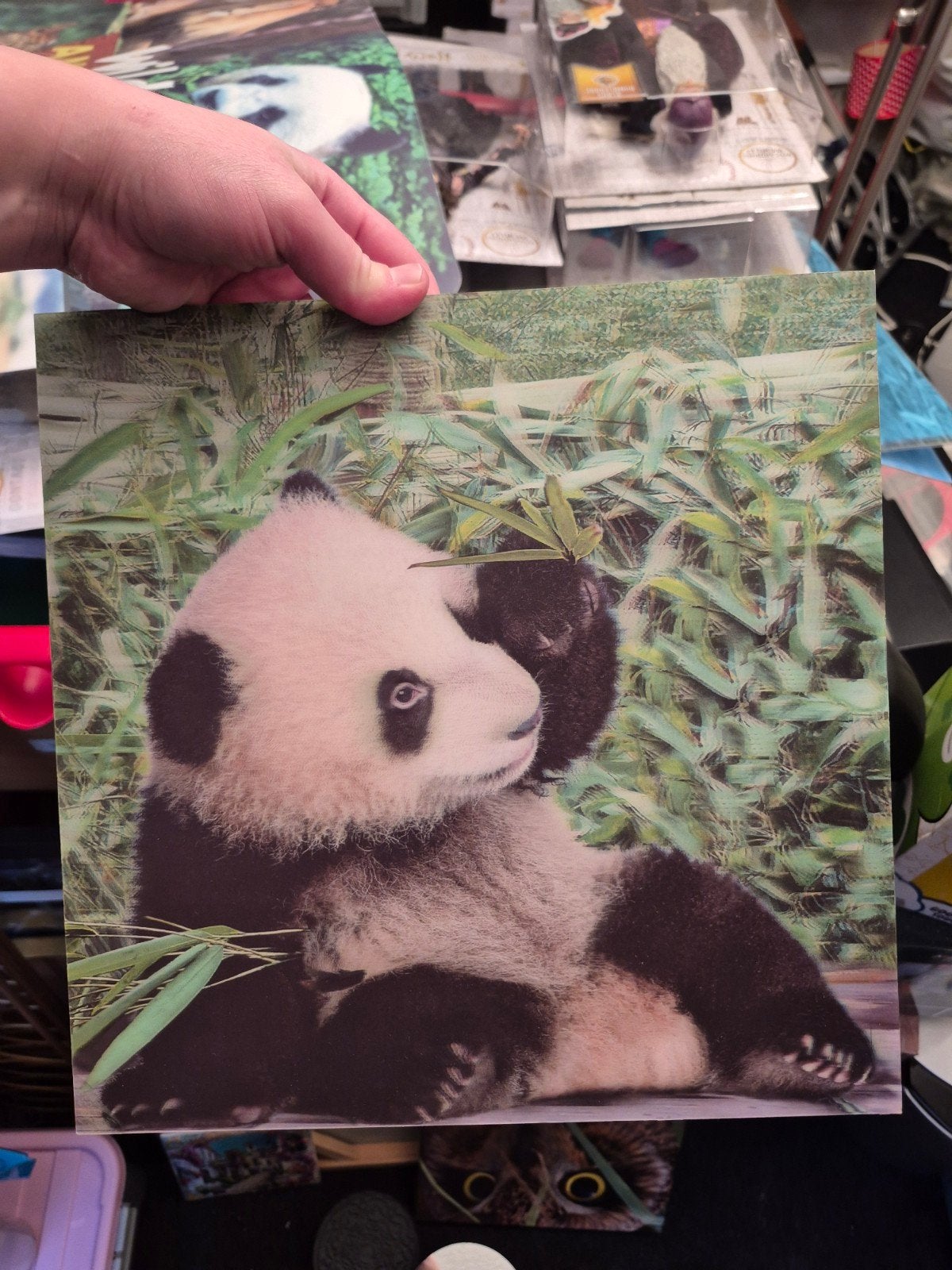 Kleine reuzenpanda 3d lijst / foto / schilderij panda, Ophalen of Verzenden