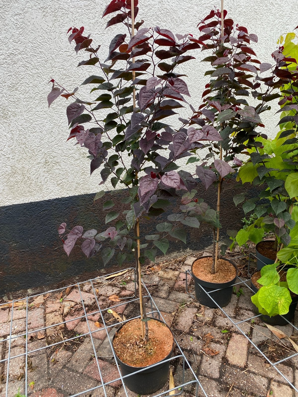 Cercis Garden Gems Amethyst ‘nieuw’, Volle zon, Vaste plant, Lente, Ophalen