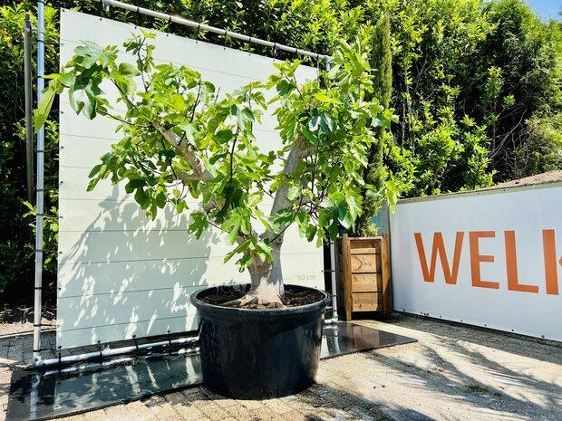 Vijgenboom - Ficus Carica - stamomvang 60-80 cm, Bloeit niet, 250 tot 400 cm, Volle zon, In pot