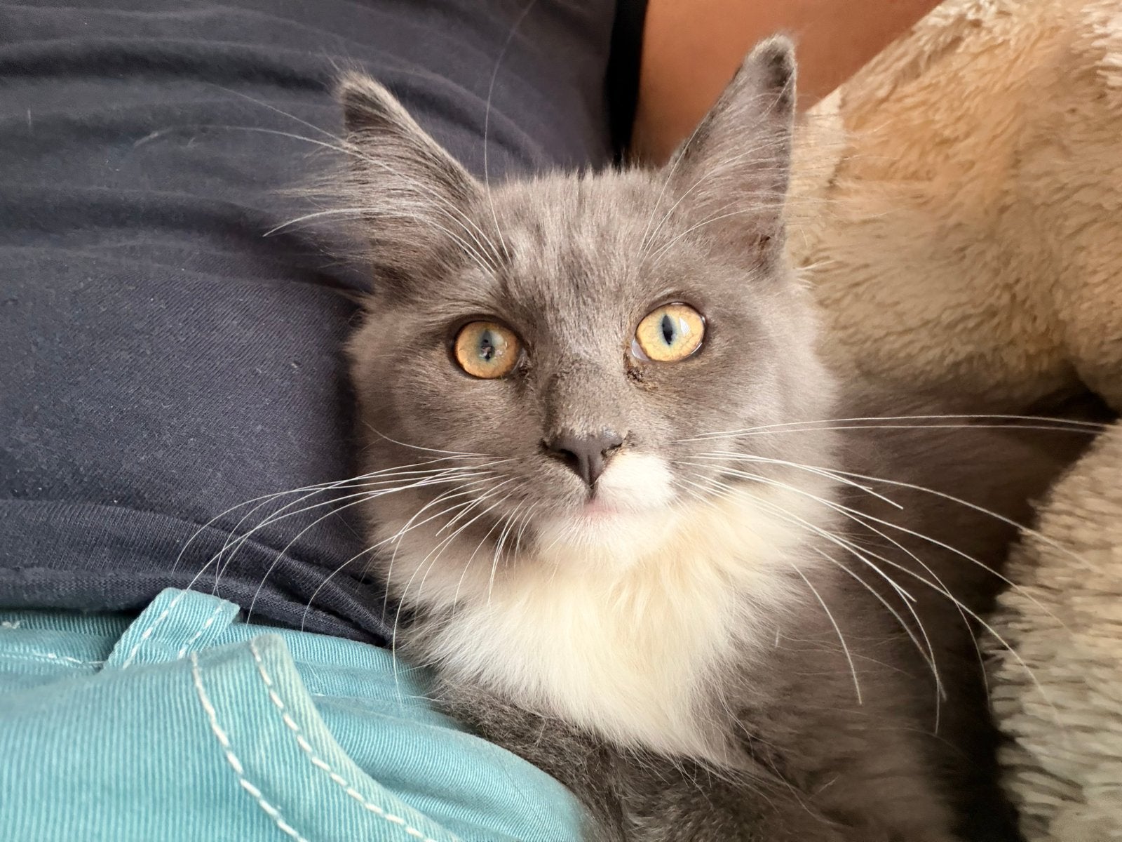 Kittens maincoon / ragdoll, Dieren en Toebehoren, Meerdere dieren