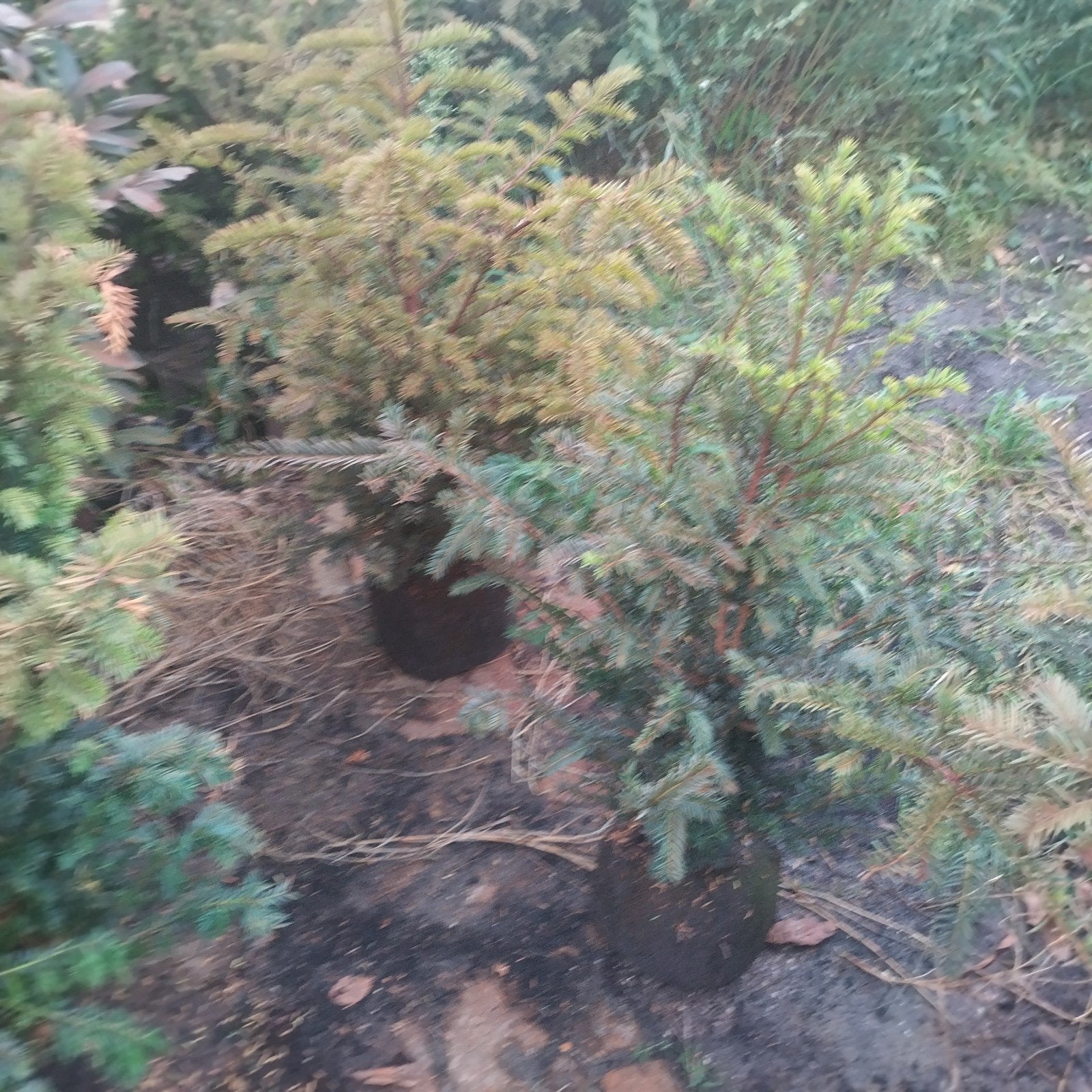 taxus  haag  taxus baccata, Ophalen, Taxus, Haag, Minder dan 100 cm