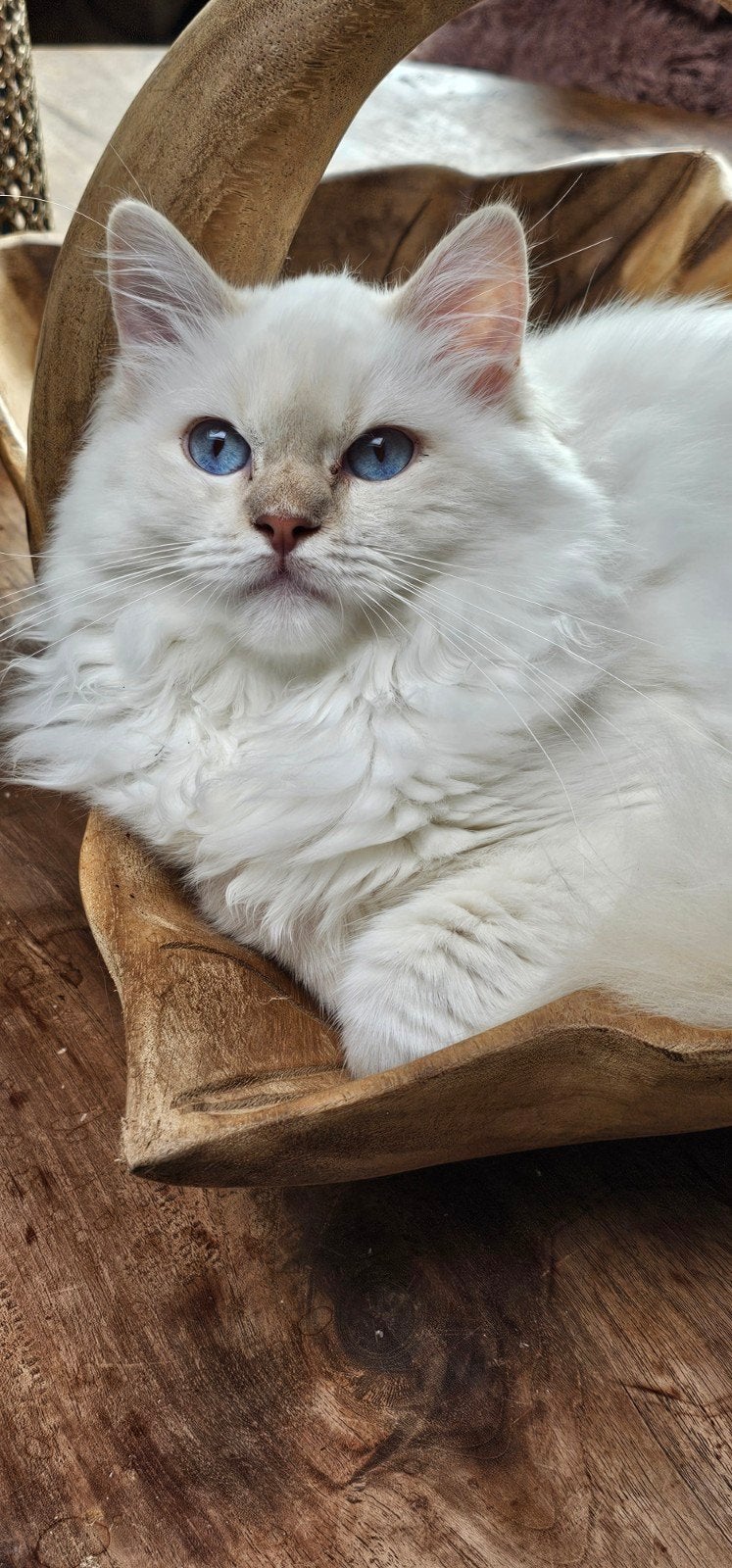lilac lynx point mitted Ragdoll DNA getest poes met Stamboom