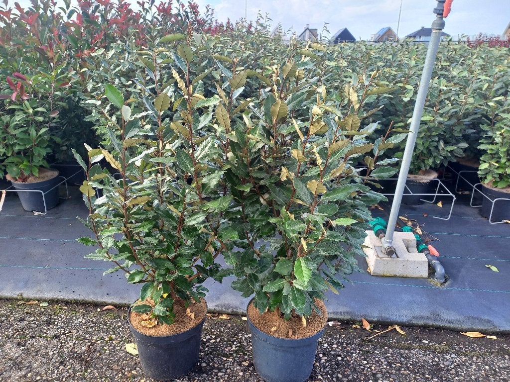 Elaeagnus compacta ofwel olijfwilg voor hagen, Ophalen, Volle zon