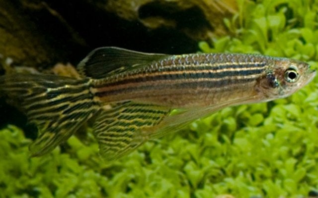 Hobbyaquarium Danio Rerio Frankei Zondag 12 juli 12/17uur, Vis, Zoetwatervis, Schoolvis