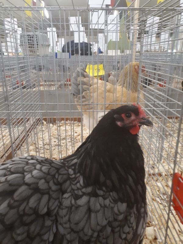 te koop gevraagd: Orpington blauw gezoomd groot  hennen, Dieren en Toebehoren, Pluimvee, Geslacht onbekend, Kip
