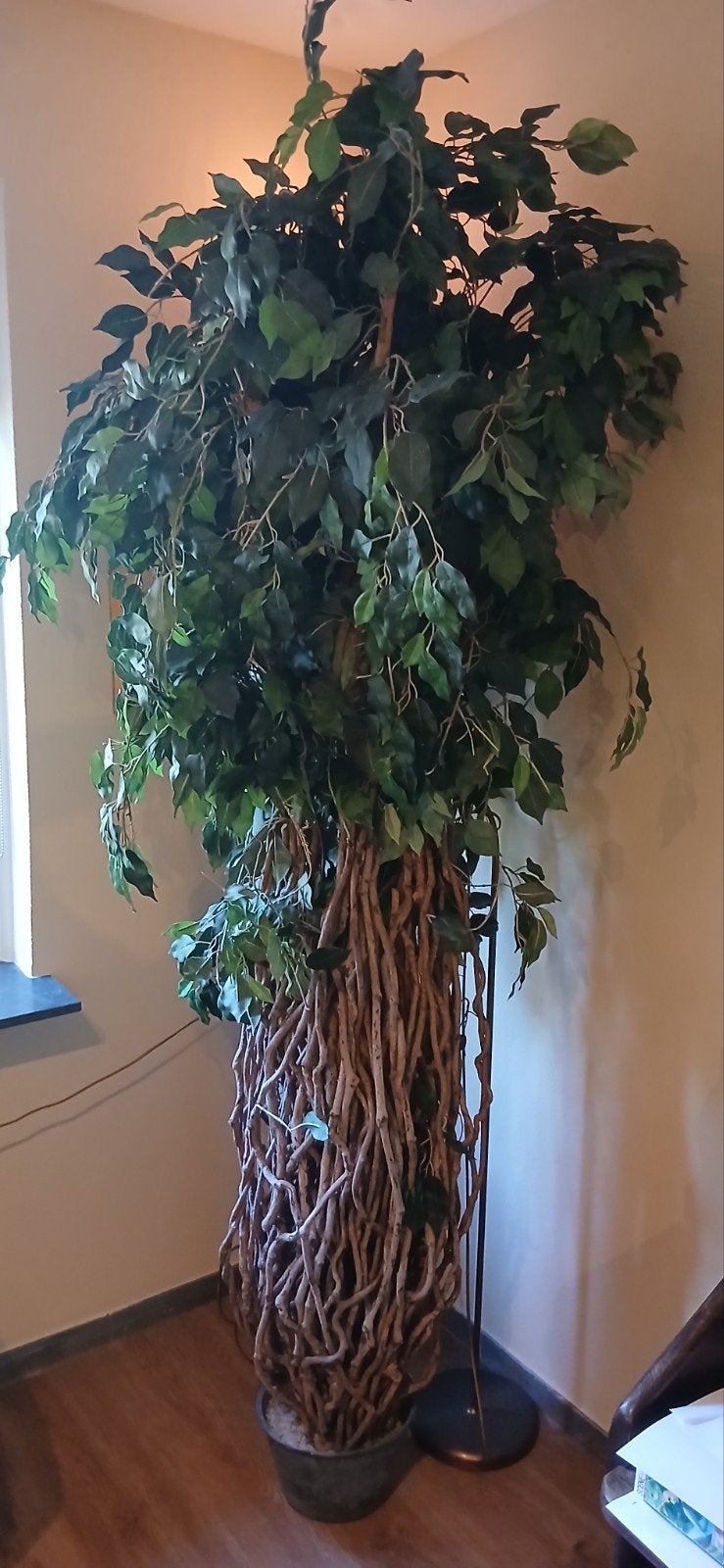 kunstplant 2,2 meter hoog, Ophalen