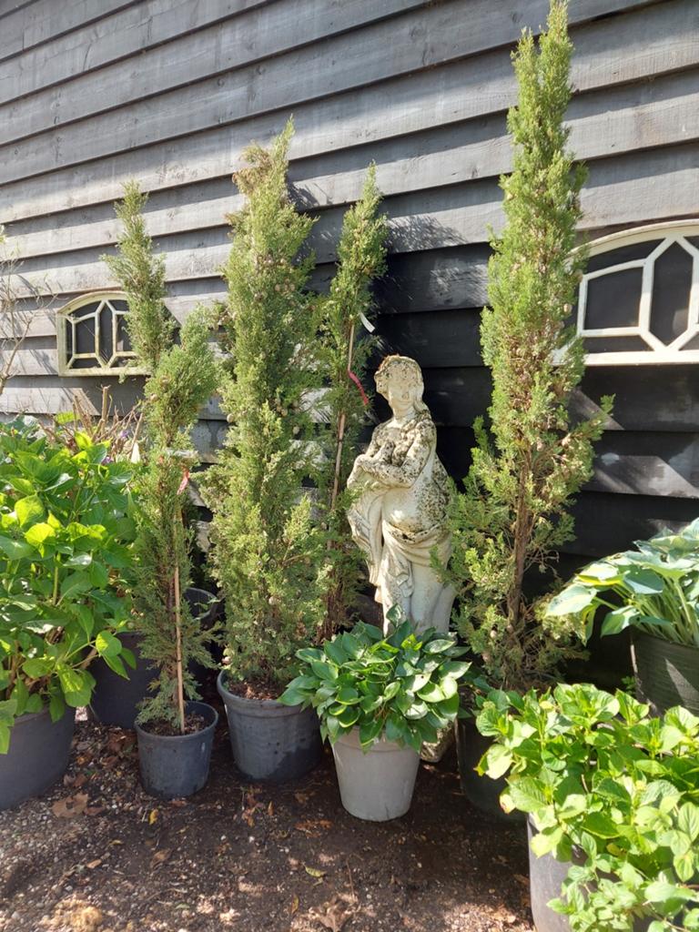 Cypressen,  cupressus sempervirens pyramidales,, Volle zon, Vaste plant, Bloeit niet, Ophalen