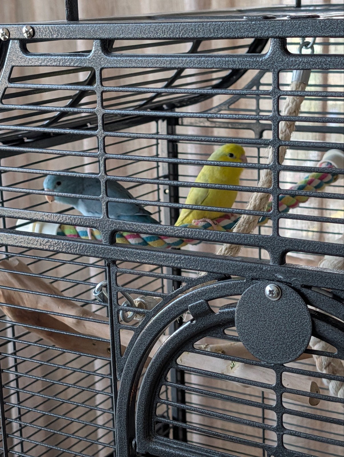 vogels zijn geringd, een gele en blauwe., Mannelijk, Papegaai, Geringd