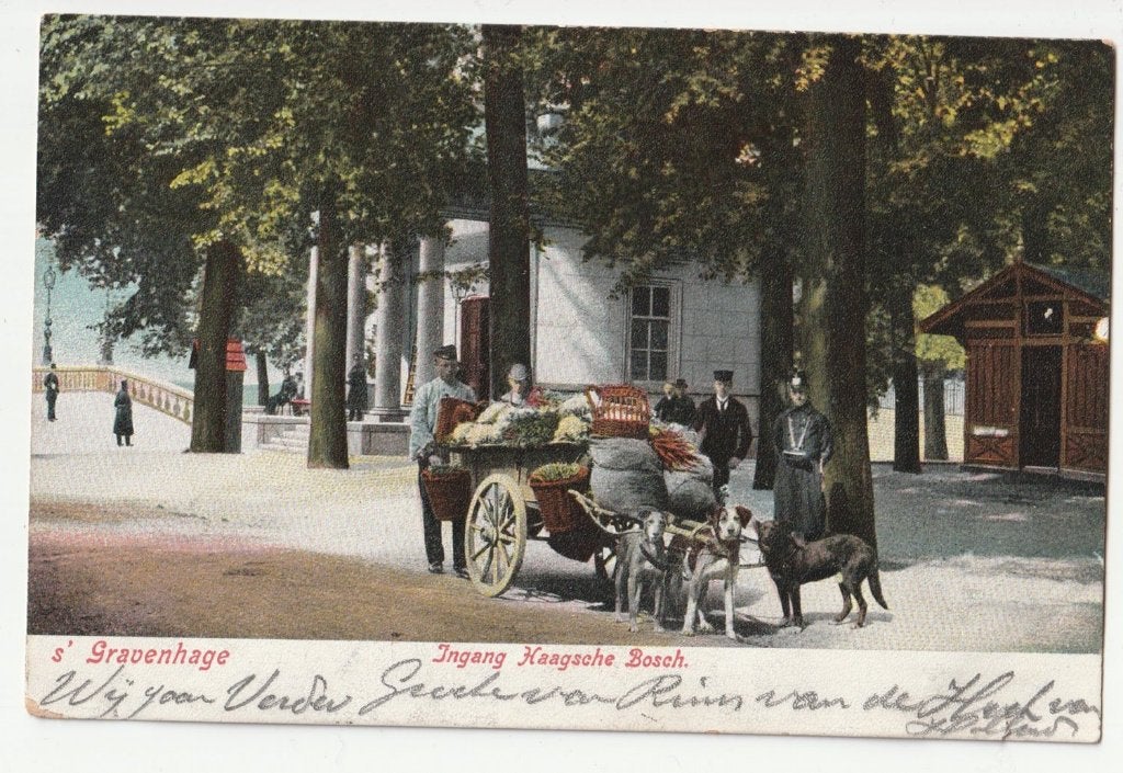 hondenkar trekhonden Den Haag 1904 postzegels vallen op, Verzenden, Voor 1920, Gelopen, Zuid-Holland