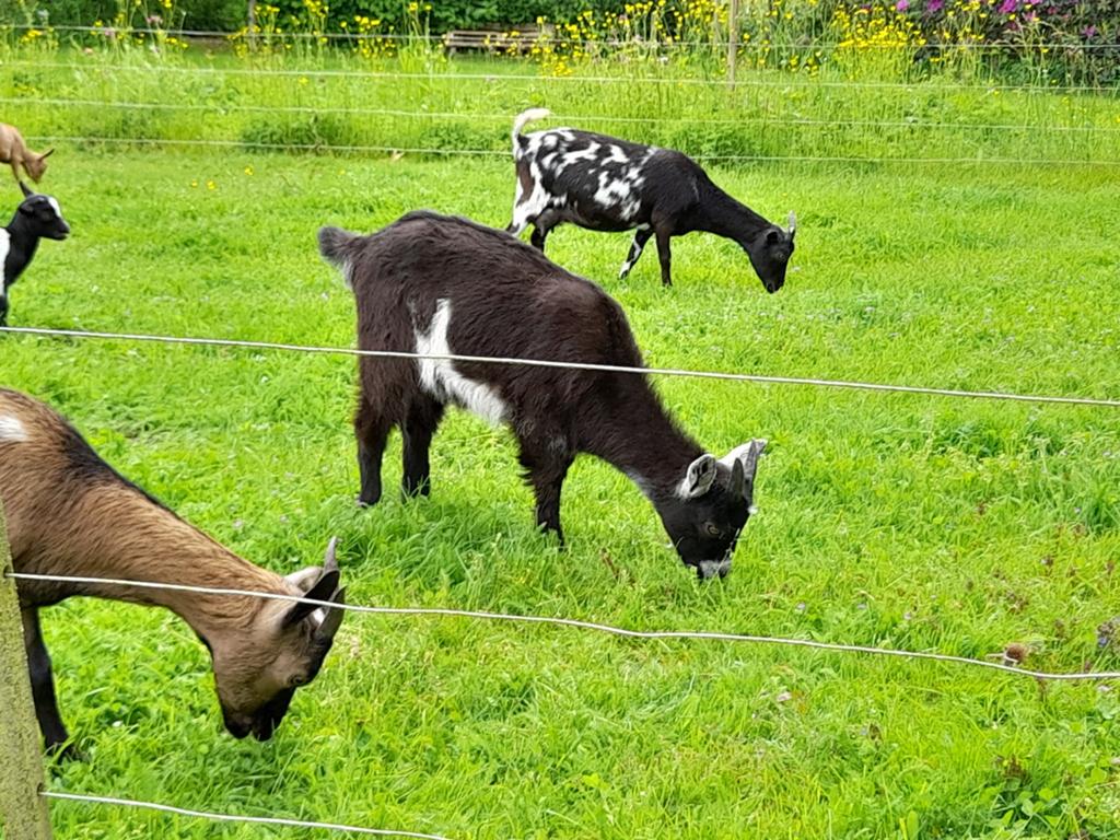 Geitlam te koop, Dieren en Toebehoren, Vrouwelijk, Geit