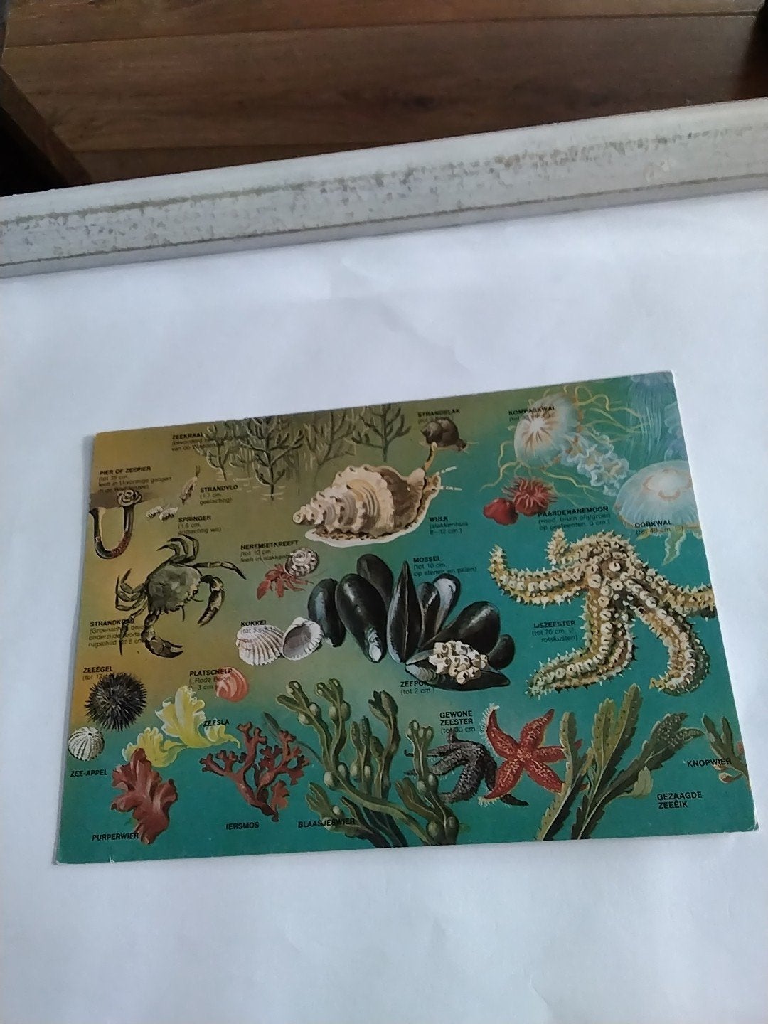 Oude ansichtkaart met zeedieren en planten, Ophalen of Verzenden, 1980 tot heden, Gelopen