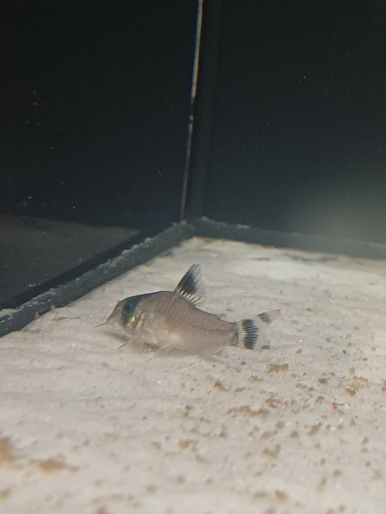 corydoras oiapoquensis