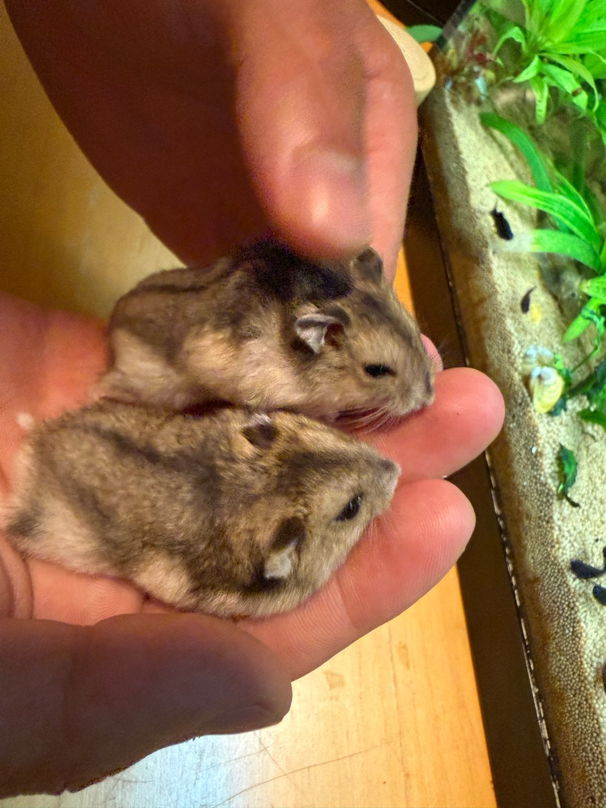 hamsters, Dieren en Toebehoren, Knaagdieren, Hamster, Juni, Meerdere dieren, Tam