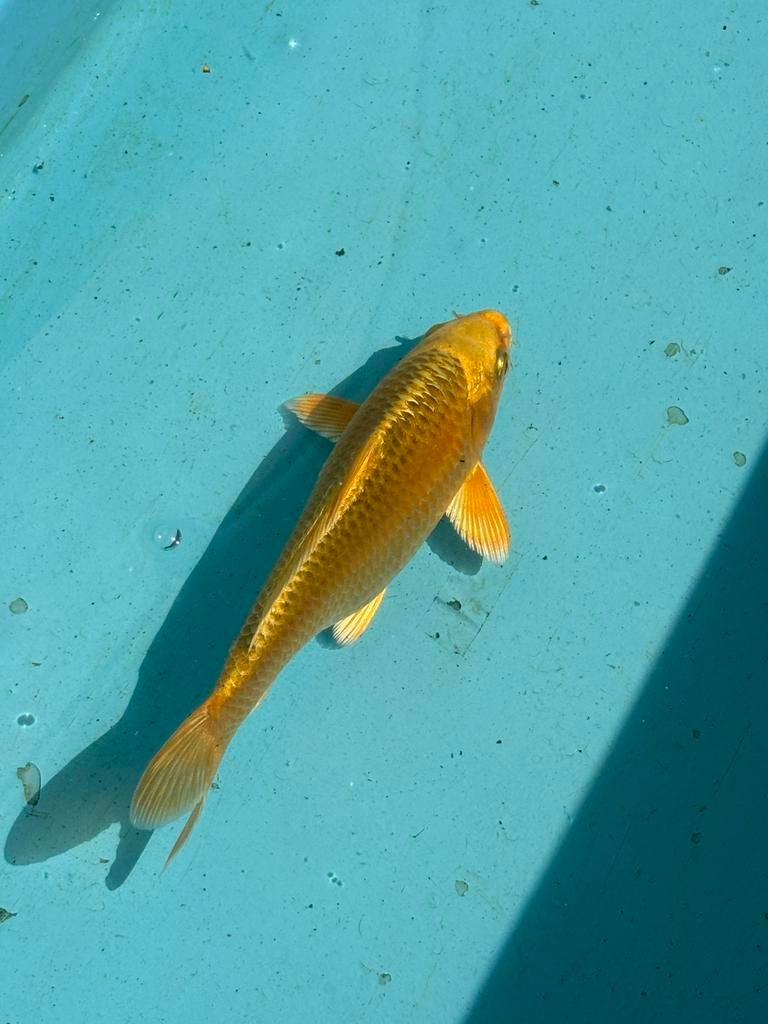 Yamabuki karper koi vis vissen vijver koikarper, Dieren en Toebehoren, Karper of Koi