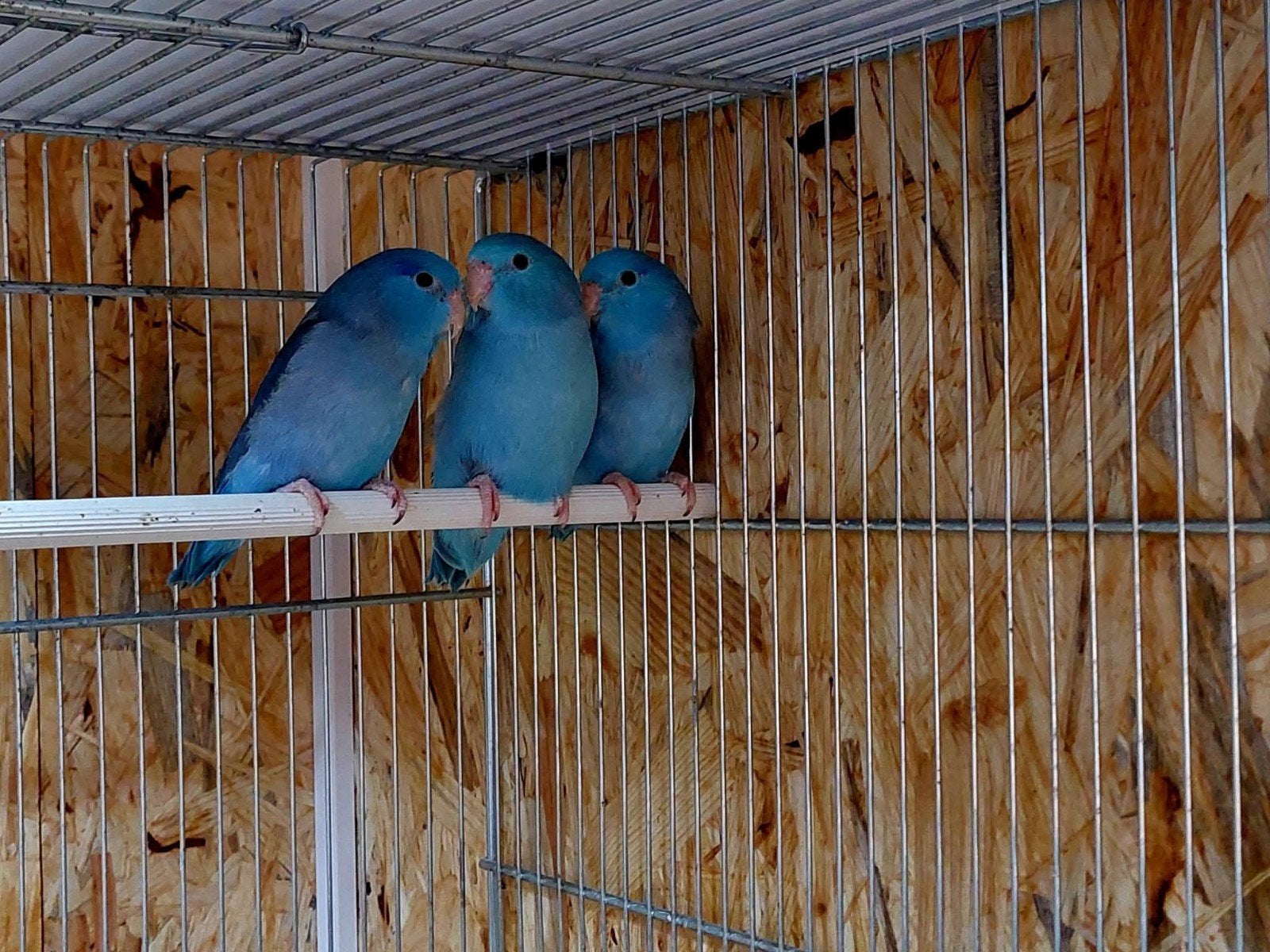 Blauwe forpussen., Dieren en Toebehoren, Meerdere dieren, Parkiet