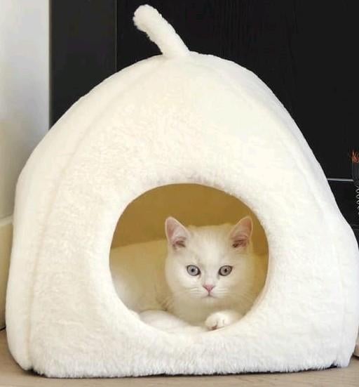 Witte Brits korthaar kitten poes, Poes, Ontwormd, 0 tot 2 jaar