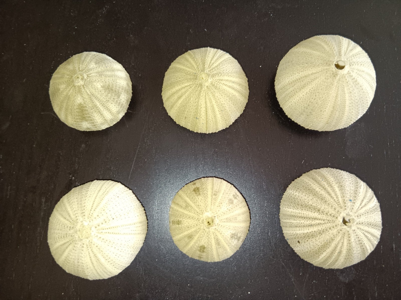 6x Groene Zee-egel  4-6 cm, Ophalen of Verzenden, Nieuw
