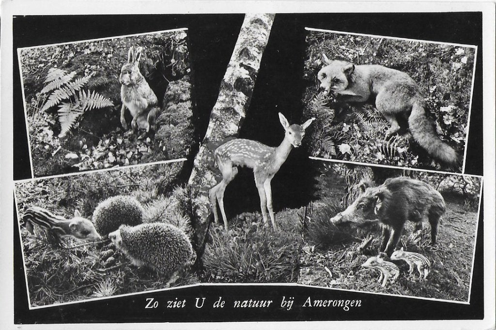 Amerongen Natuur Oude Gelopen Ansichtkaart ( 6731), Ophalen of Verzenden, 1980 tot heden, Gelopen
