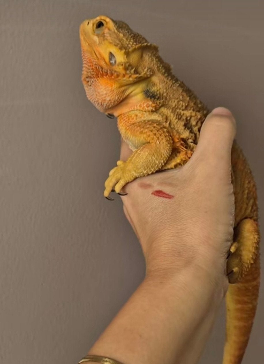 Baardagaam vrouw Bearded Dragon - female for sale from lize