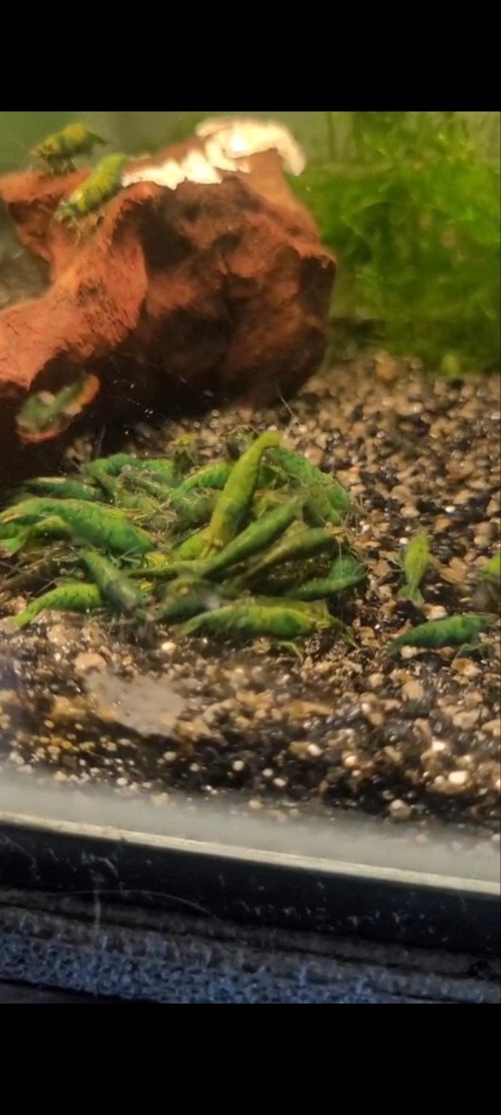 Hobbyaquarium  Green Jade op=op 19/20 augustus, Dieren en Toebehoren, Vissen | Aquariumvissen, Kreeft, Krab of Garnaal, Zoetwatervis
