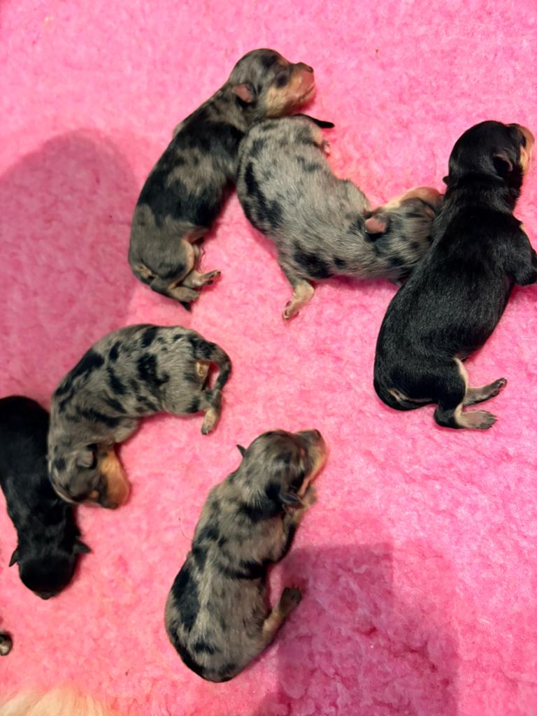 Pomeriaan pups merle tan, black tan, Dieren en Toebehoren, Overige rassen, 8 tot 15 weken, Meerdere, Meerdere dieren