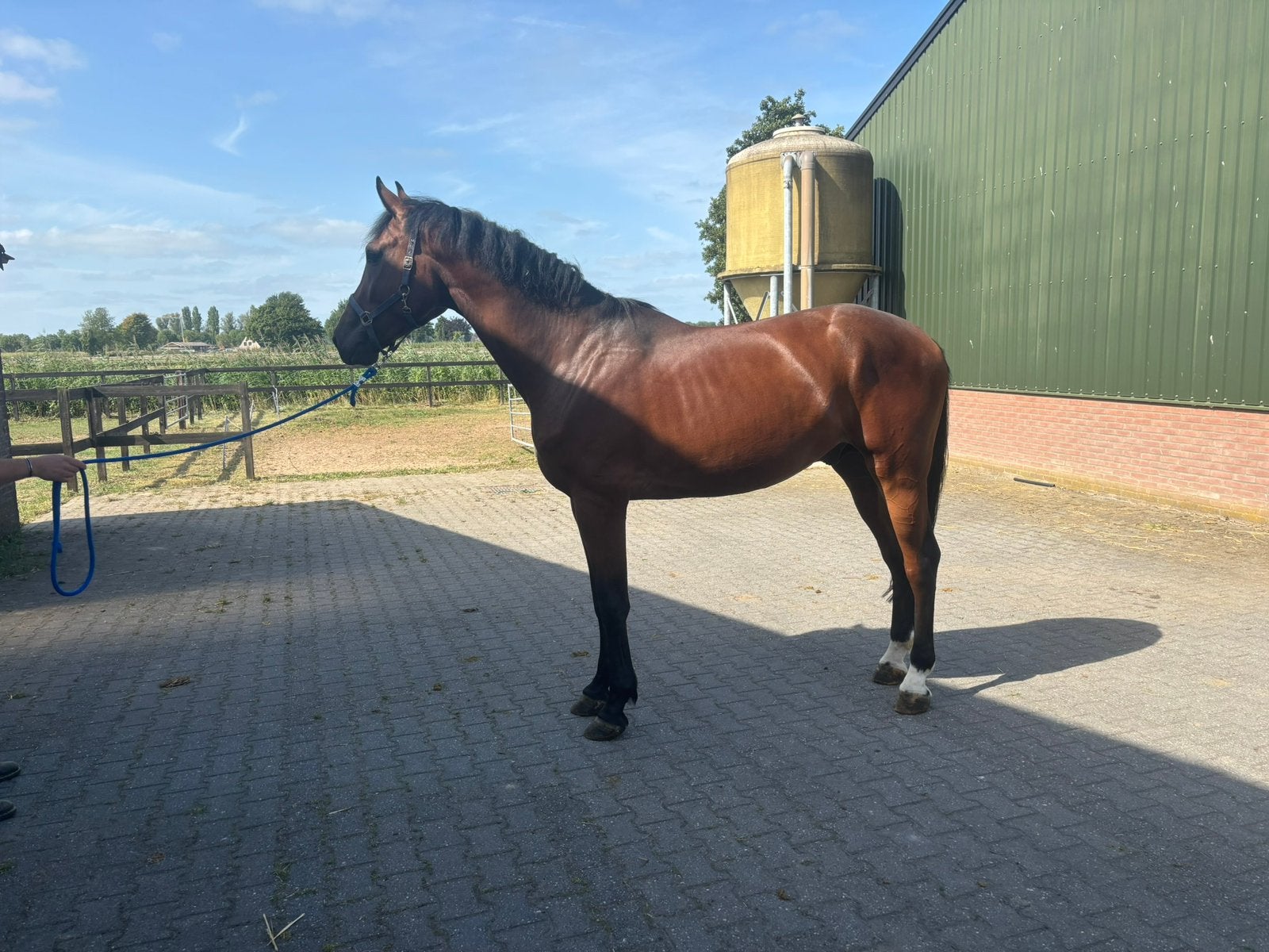 4jarige ruin 1,75m, Springpaard, 175 cm of meer, Met stamboom, Ruin