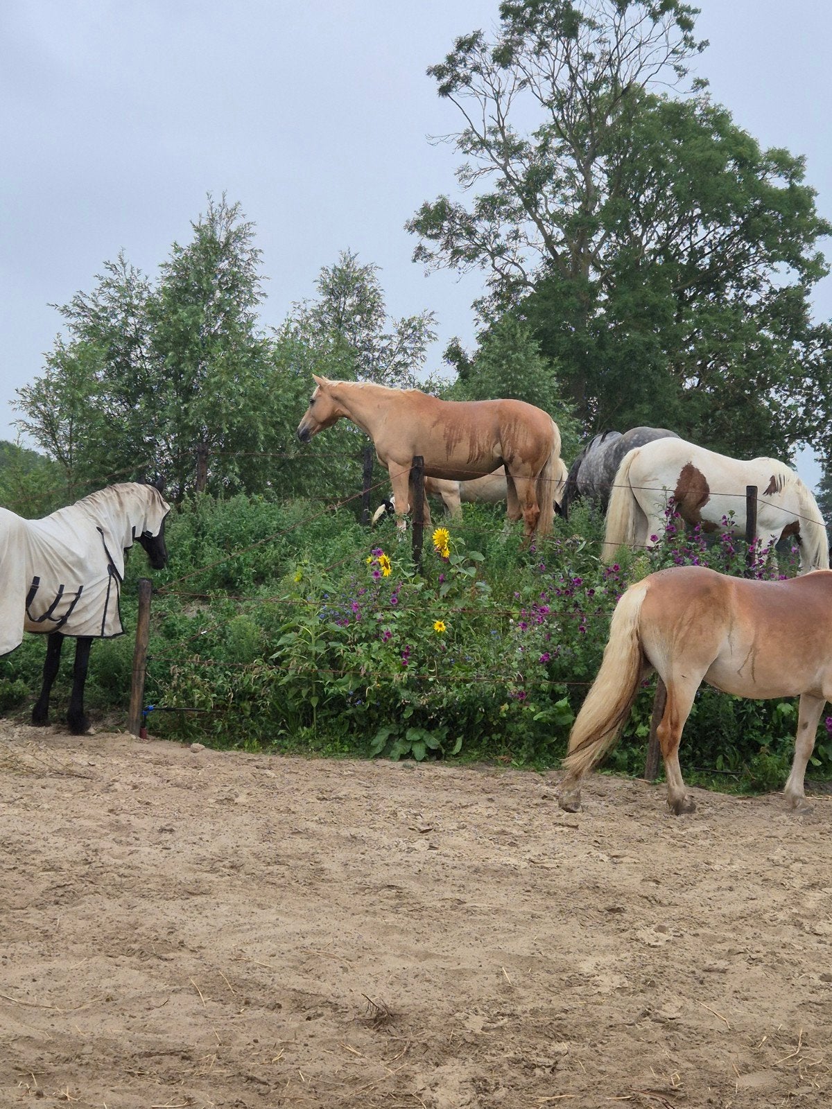 2 plekken vrij op onze droomplek, Stalling, 2 of 3 paarden of pony's