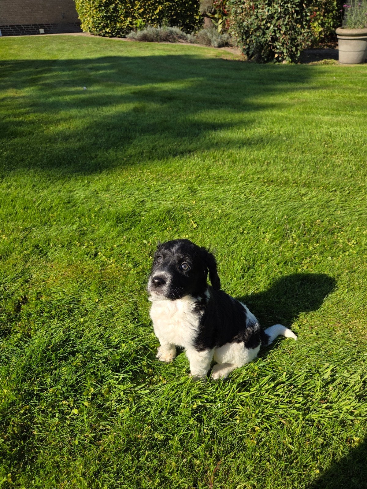 friese stabij pup, Parvo, 8 tot 15 weken, Eén hond, Nederland