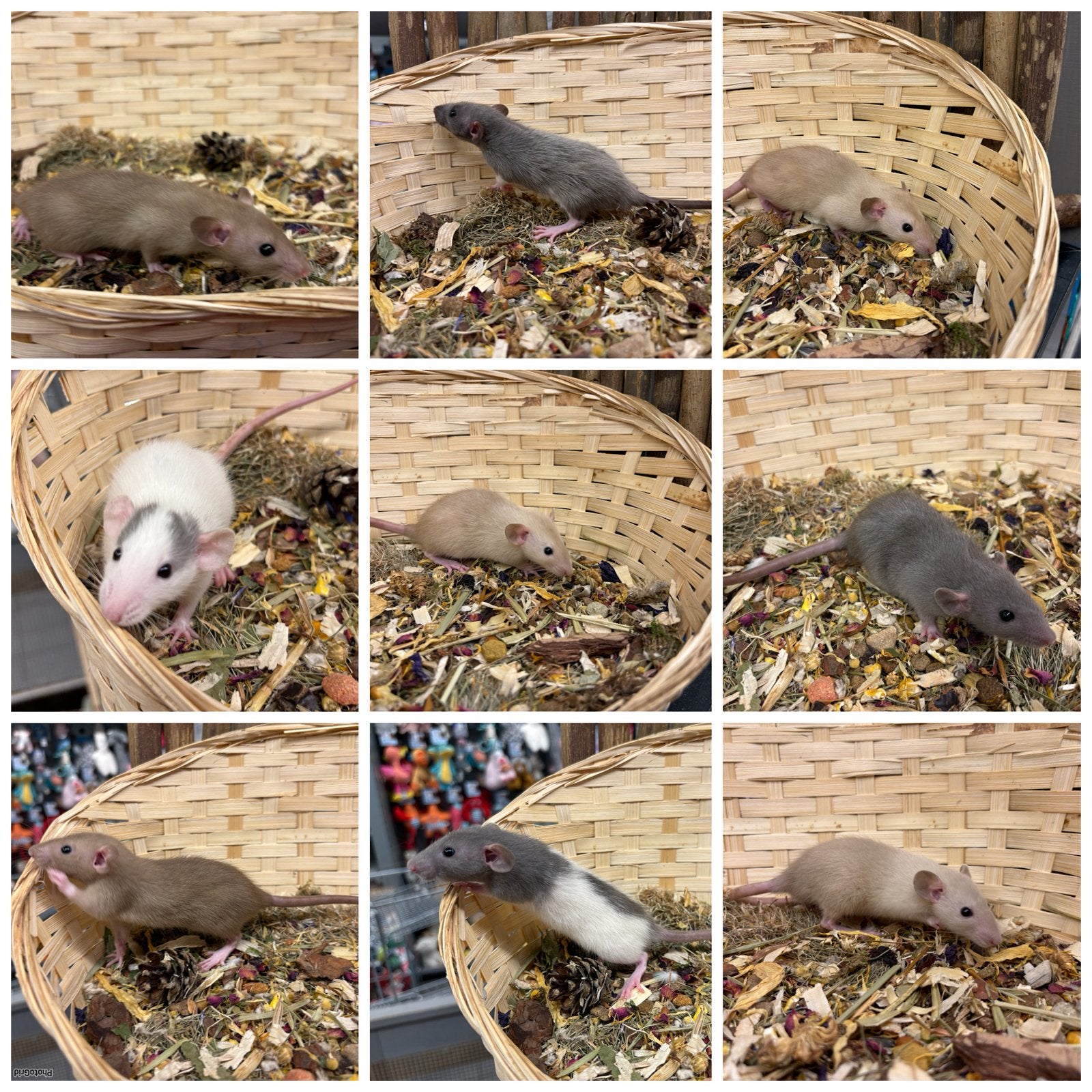 Jonge sociale, TAMME RATTEN ( VROUW, dumbo, van de fokker), Dieren en Toebehoren, Rat, Juli, Vrouwelijk, Tam