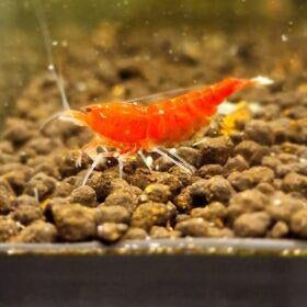 cardina super crystal red santa, Dieren en Toebehoren, Kreeft, Krab of Garnaal, Zoetwatervis, Schoolvis