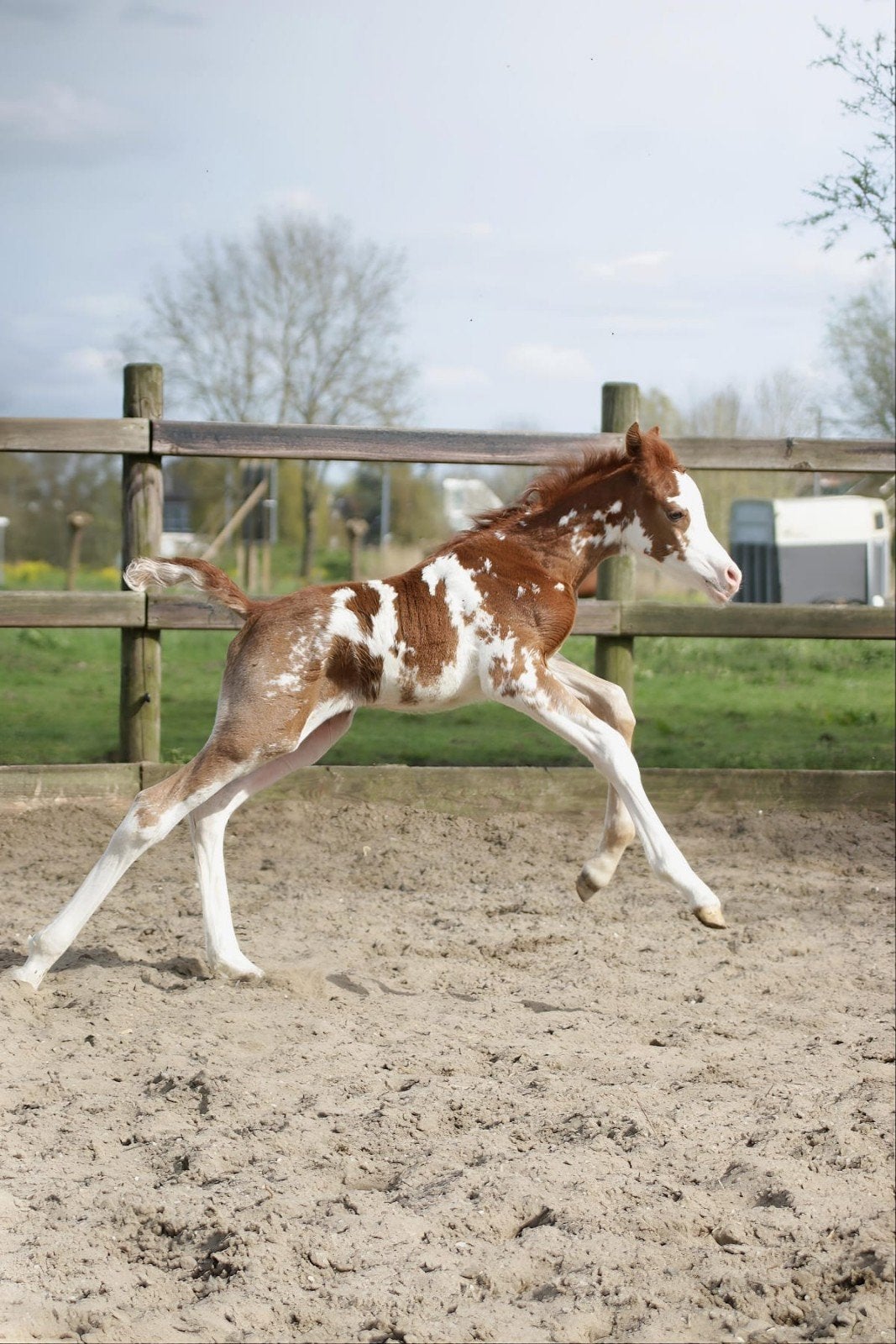 Diverse Arabische volbloeden te koop, Dieren en Toebehoren, Minder dan 160 cm, Met stamboom, 0 tot 2 jaar, Westernpaard