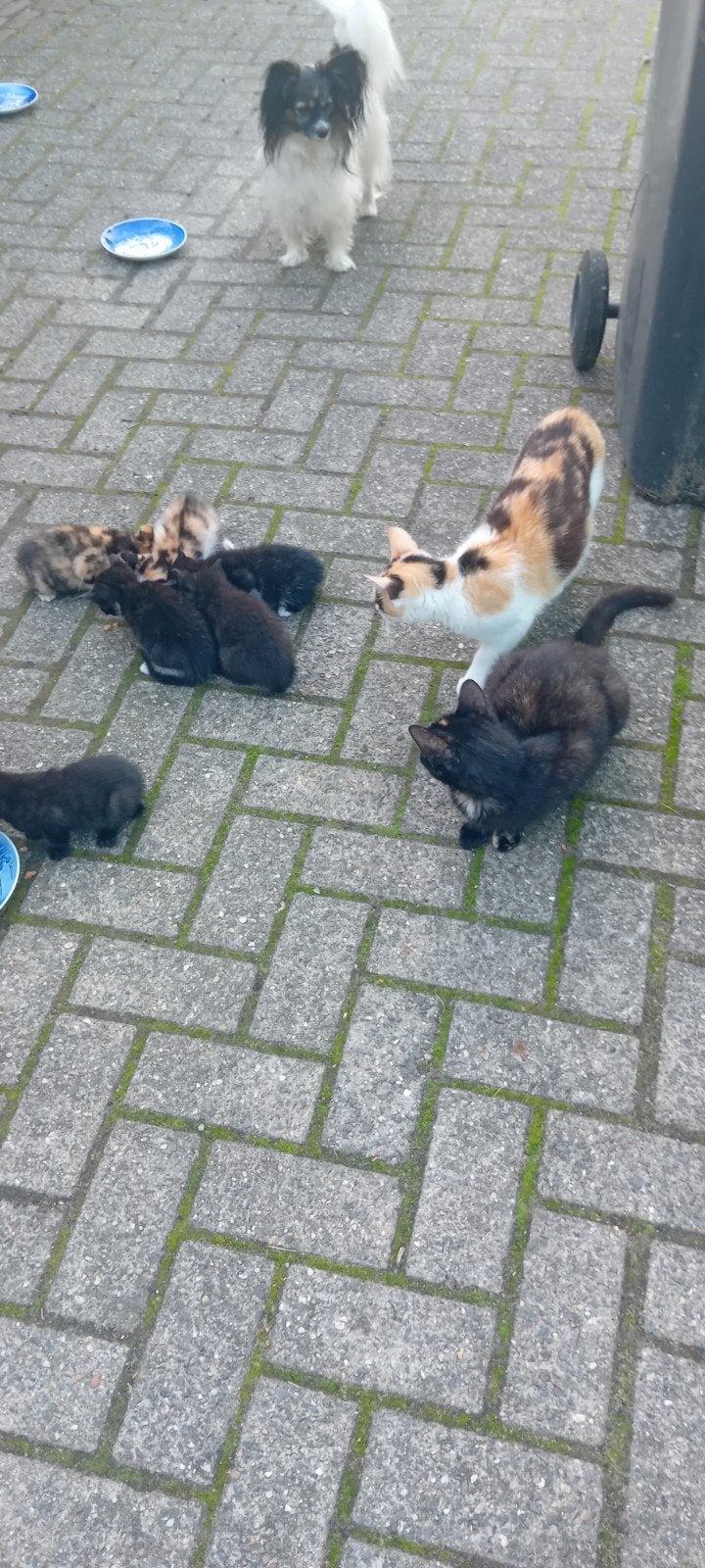 Prachtige lieve kittens, Dieren en Toebehoren, Meerdere dieren, Kortharig, 0 tot 2 jaar