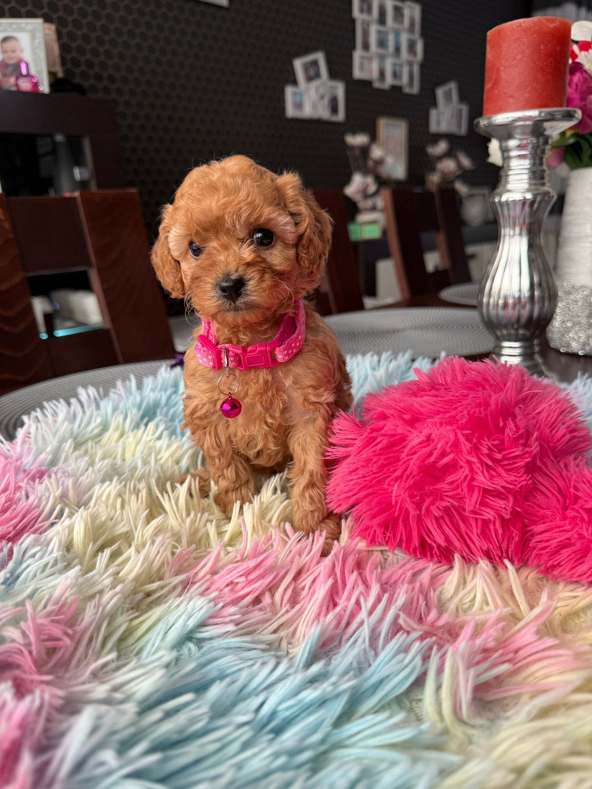 Toy poedel pups ❣️1 teef beschikbaar, Poedel, Parvo, 8 tot 15 weken, Meerdere