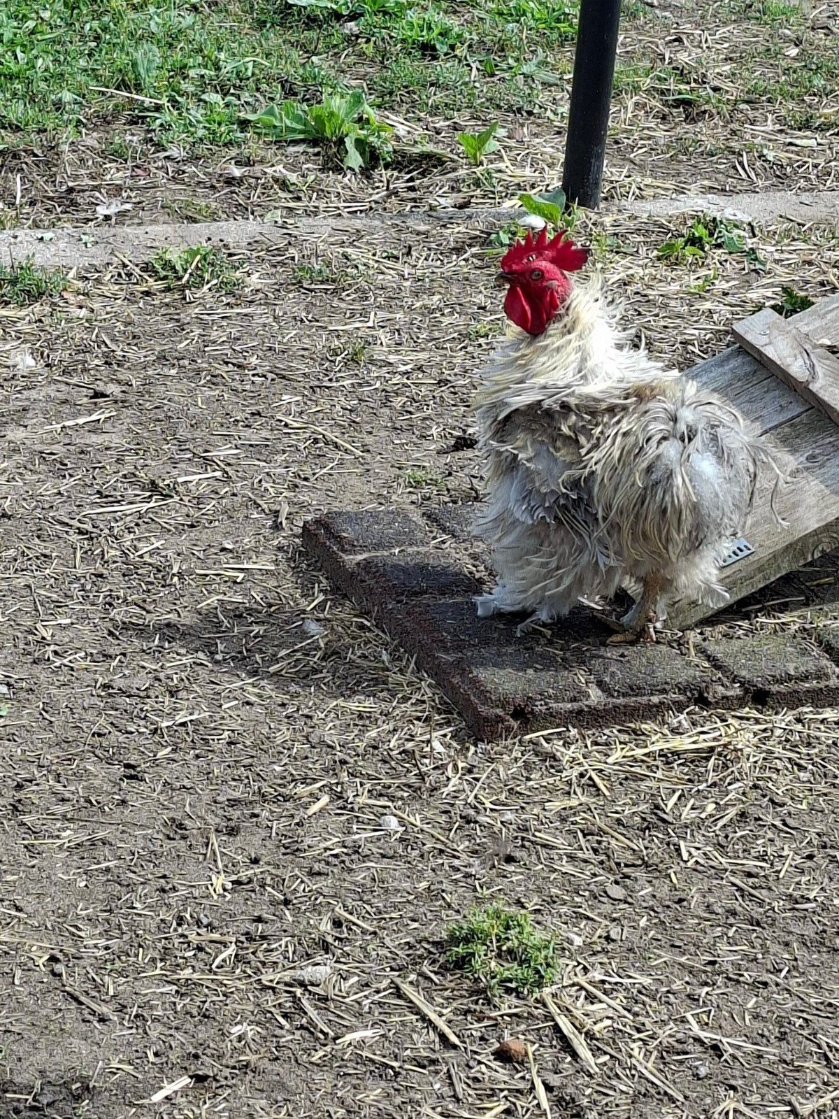mooie krul haan, Dieren en Toebehoren